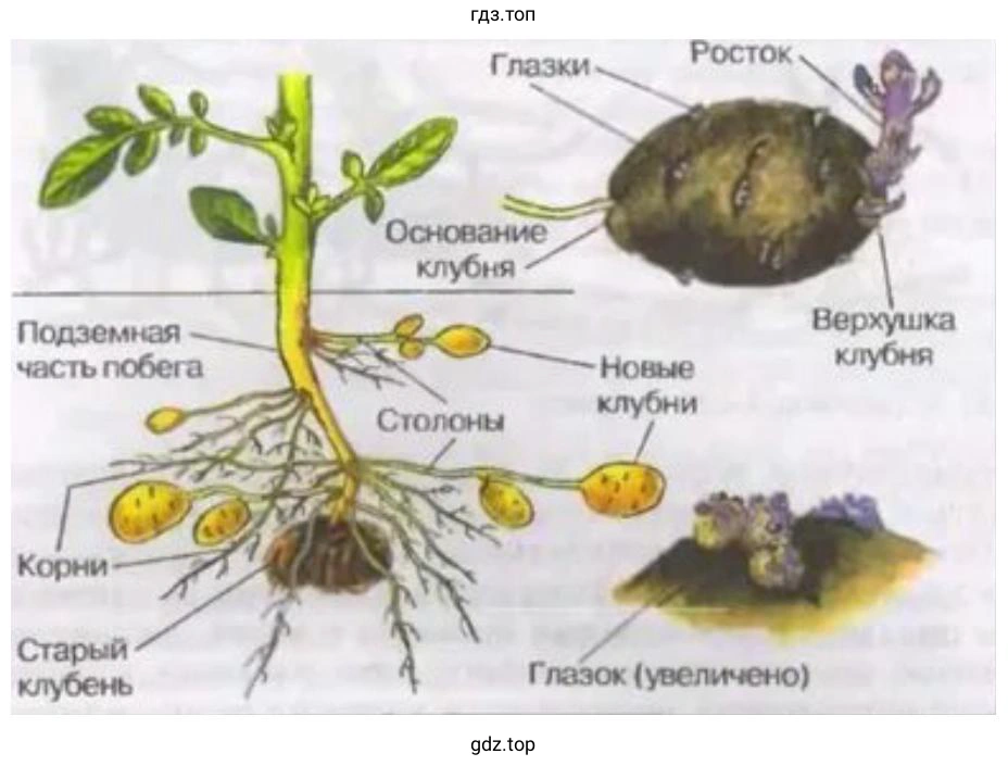 Рассмотрите клубень картофеля. Найдите его глазки