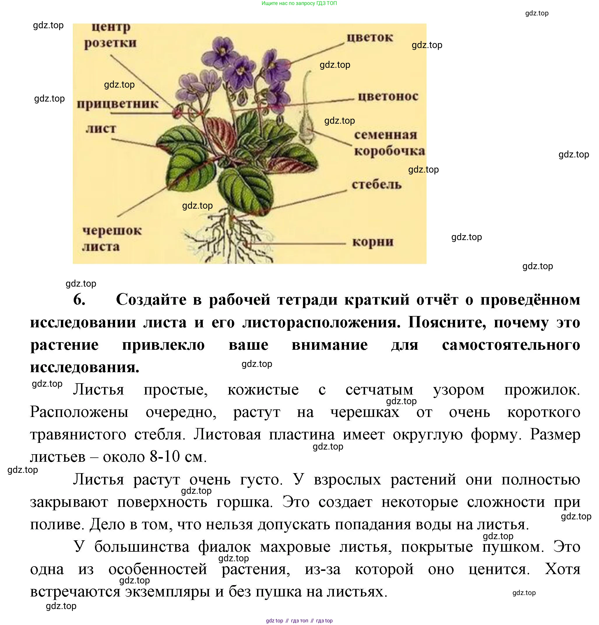 Биология, 6 класс Учебник, авторы: Пономарева Ирма Николаевна, Корнилова Ольга Анатольевна, издательство Просвещение, Москва, 2023, бирюзового цвета, страница 85, Решение (продолжение 3)