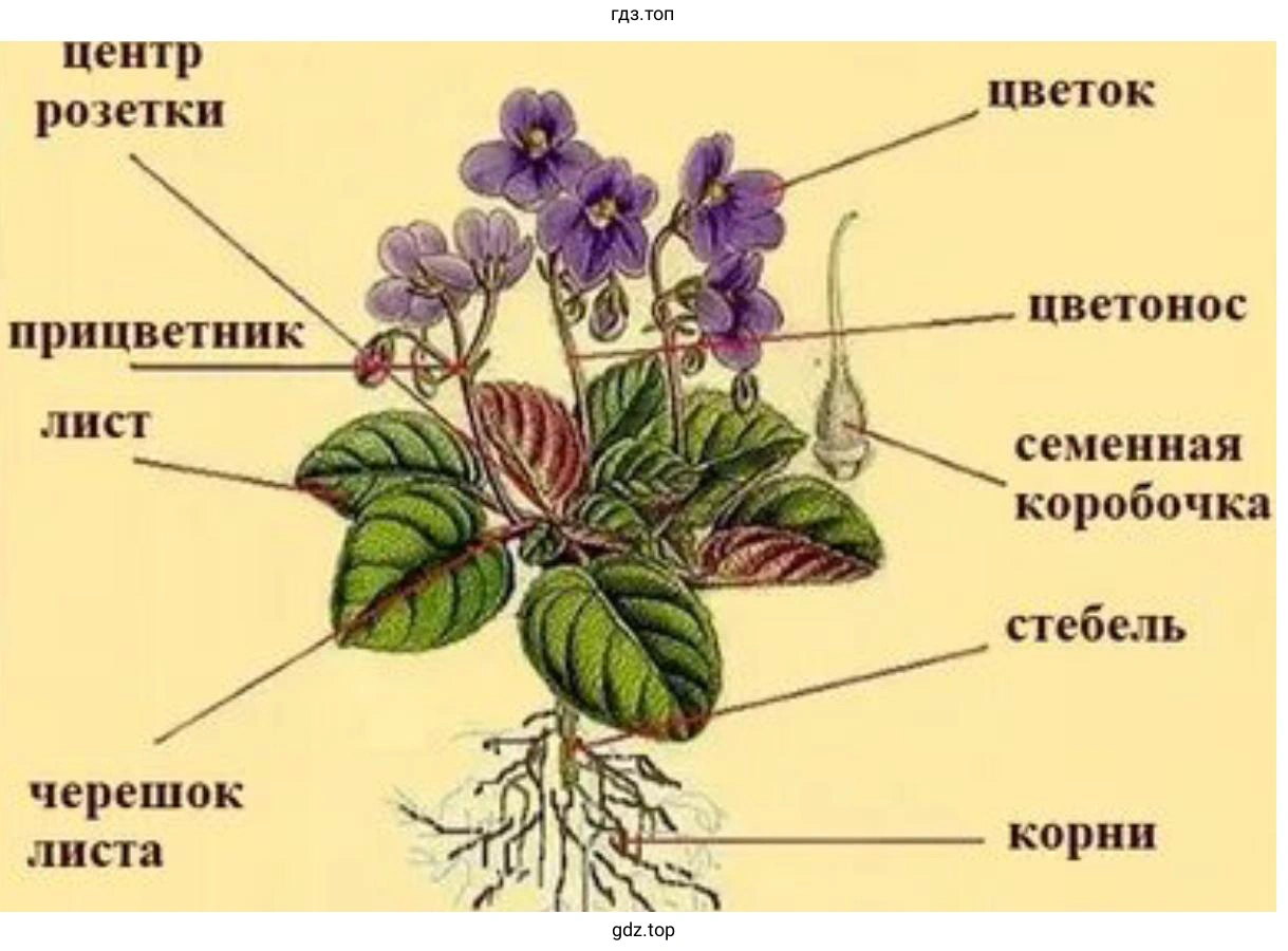 строения облиственного побега исследуемого растения