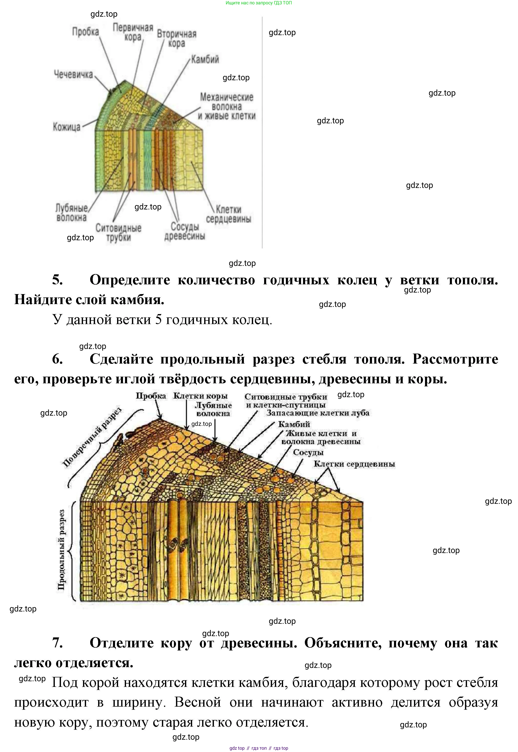 Биология, 6 класс Учебник, авторы: Пономарева Ирма Николаевна, Корнилова Ольга Анатольевна, издательство Просвещение, Москва, 2023, бирюзового цвета, страница 110, Решение (продолжение 3)