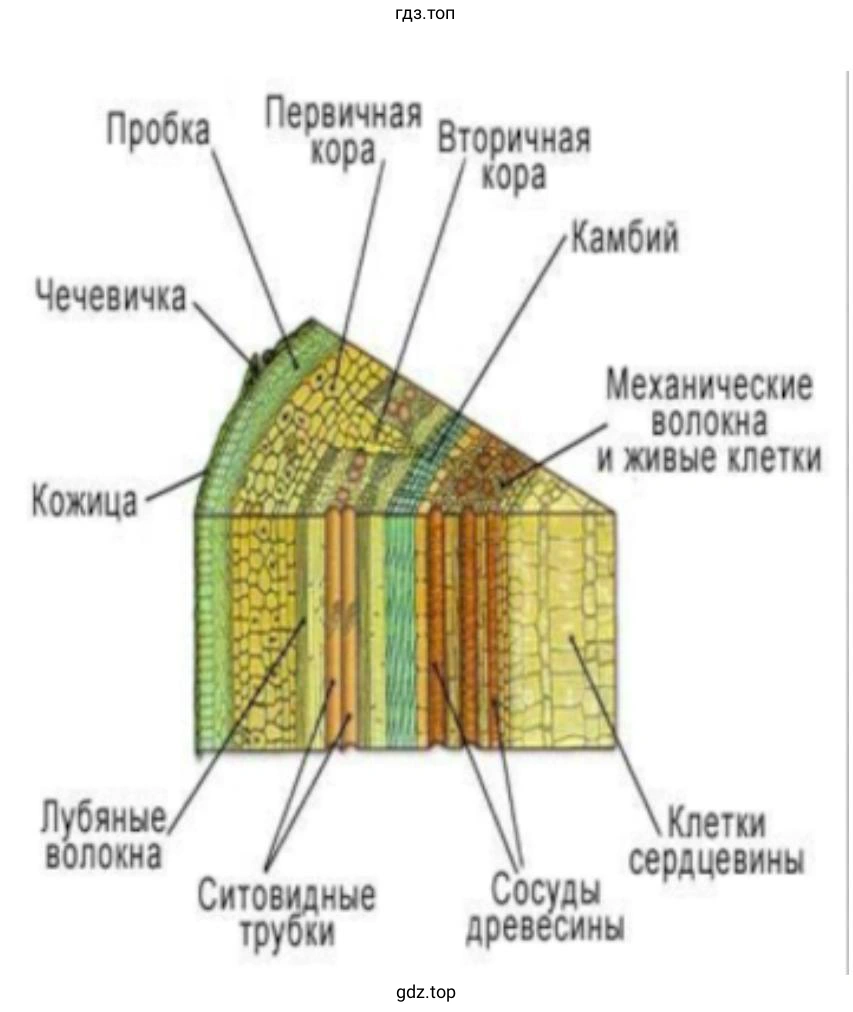 Сделайте поперечный сред стебля тополя, рассмотрите его с помощью лупы