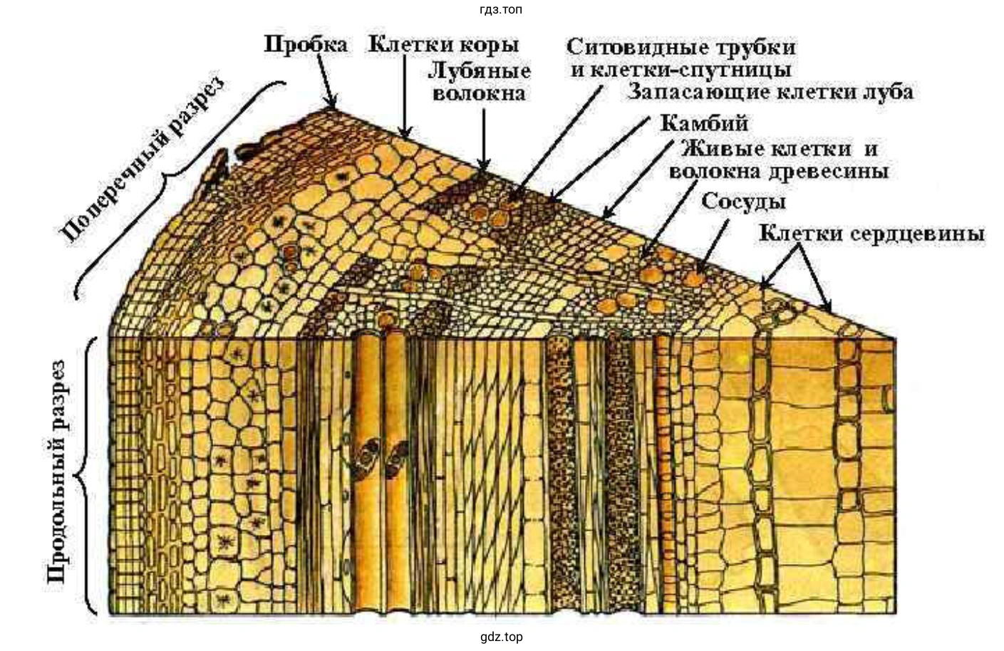 Сделайте продольный разрез стебля тополя