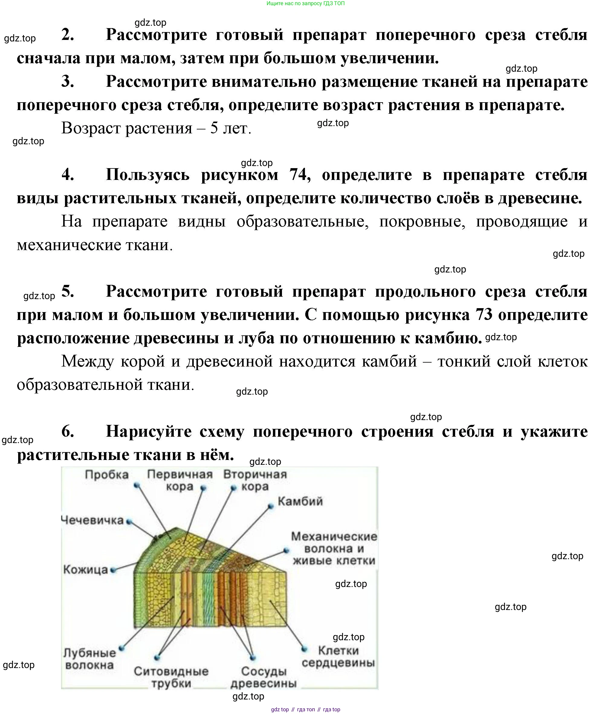 Биология, 6 класс Учебник, авторы: Пономарева Ирма Николаевна, Корнилова Ольга Анатольевна, издательство Просвещение, Москва, 2023, бирюзового цвета, страница 115, Решение (продолжение 2)