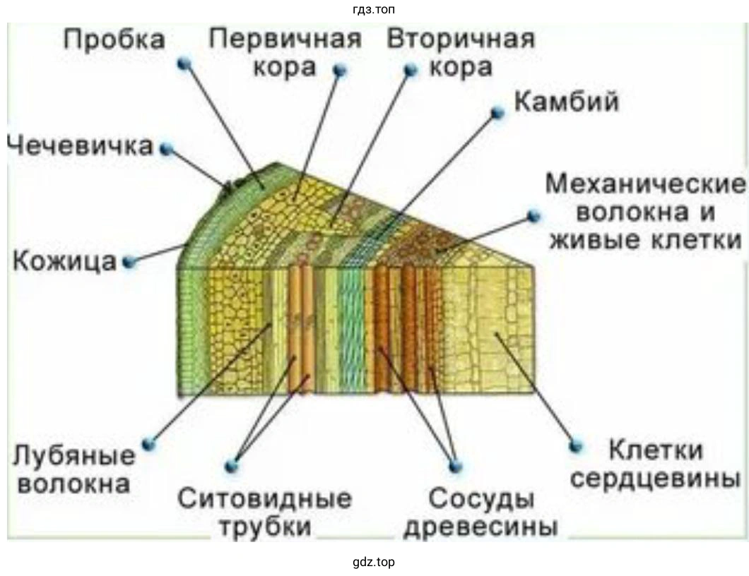 Нарисуйте схему поперечного строения стебля