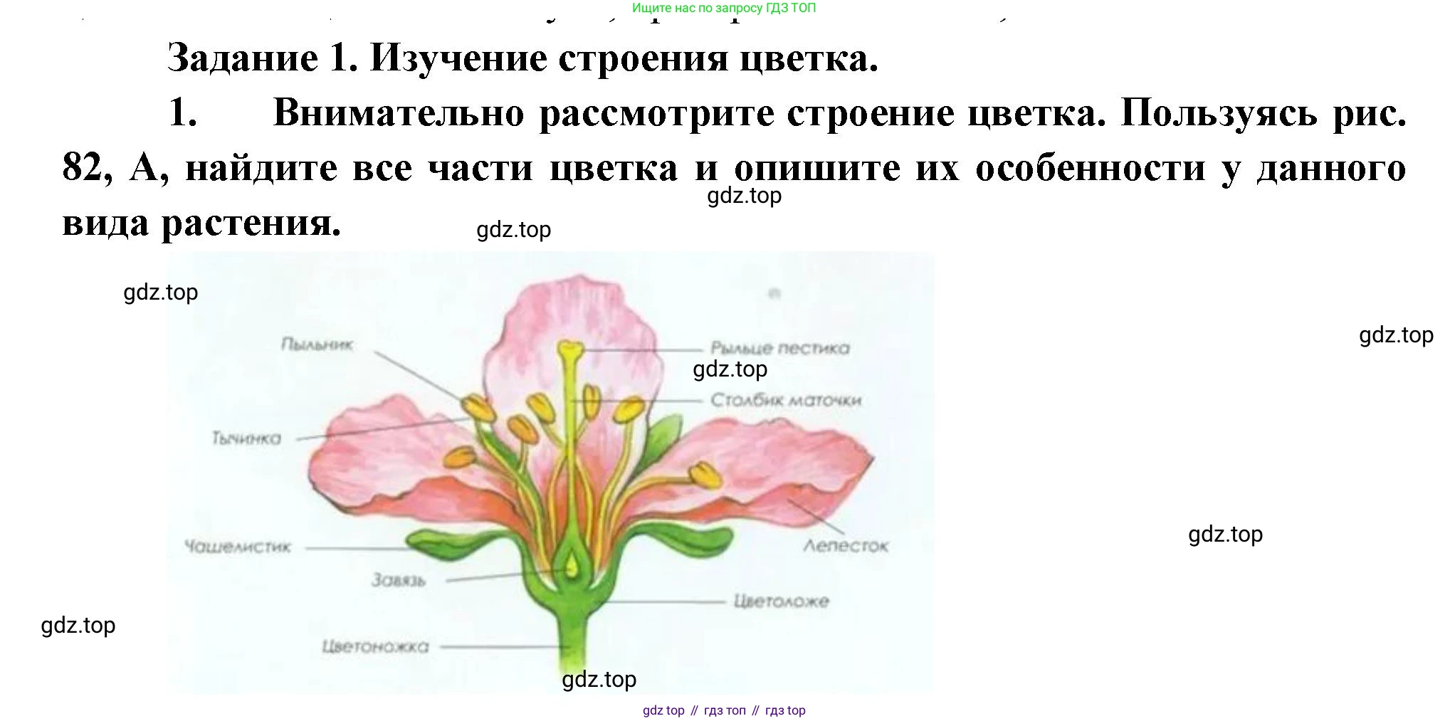 Биология, 6 класс Учебник, авторы: Пономарева Ирма Николаевна, Корнилова Ольга Анатольевна, издательство Просвещение, Москва, 2023, бирюзового цвета, страница 136, Решение