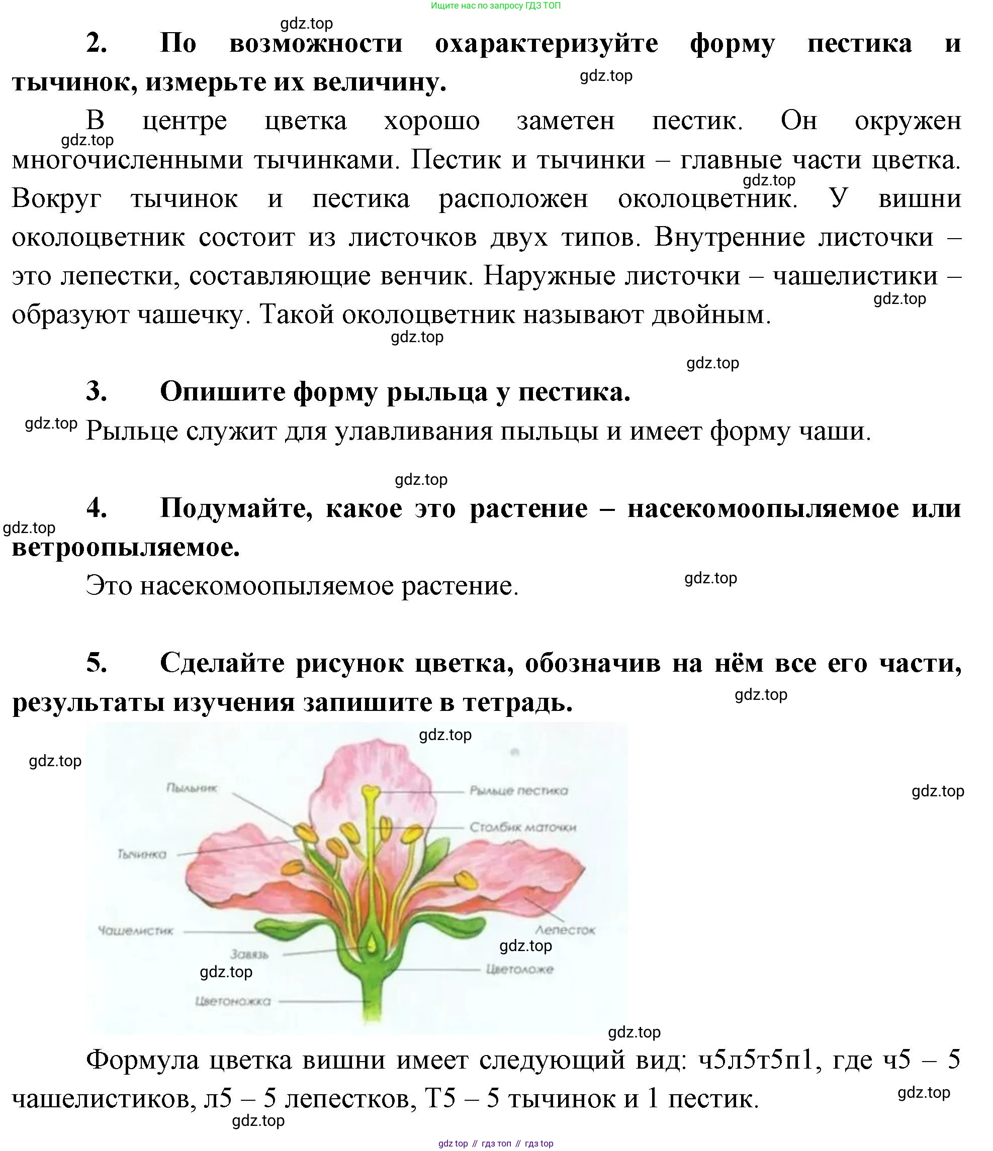 Биология, 6 класс Учебник, авторы: Пономарева Ирма Николаевна, Корнилова Ольга Анатольевна, издательство Просвещение, Москва, 2023, бирюзового цвета, страница 136, Решение (продолжение 2)