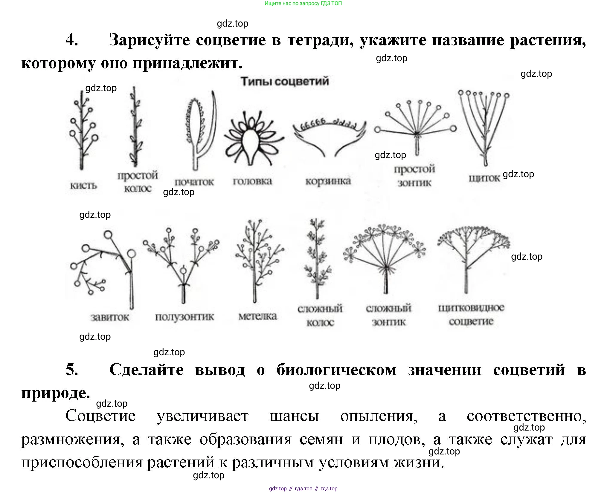 Биология, 6 класс Учебник, авторы: Пономарева Ирма Николаевна, Корнилова Ольга Анатольевна, издательство Просвещение, Москва, 2023, бирюзового цвета, страница 136, Решение (продолжение 2)