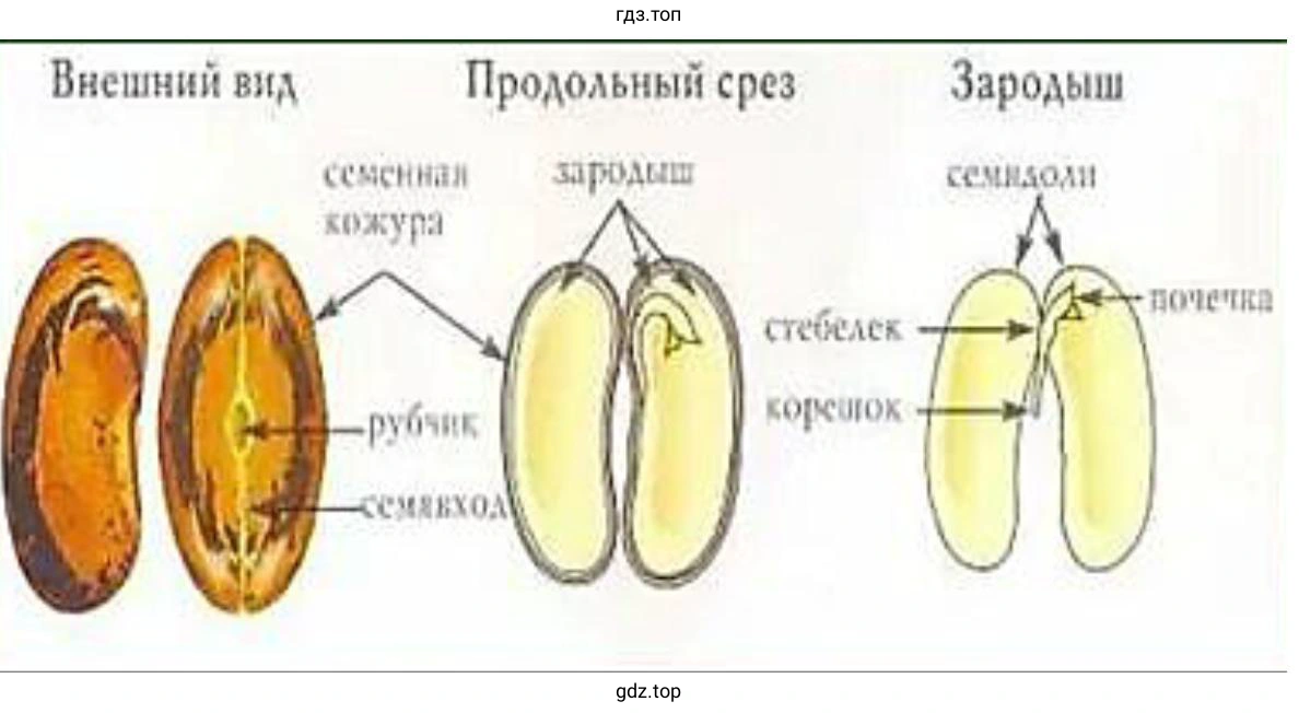 Строение семени фасоли
