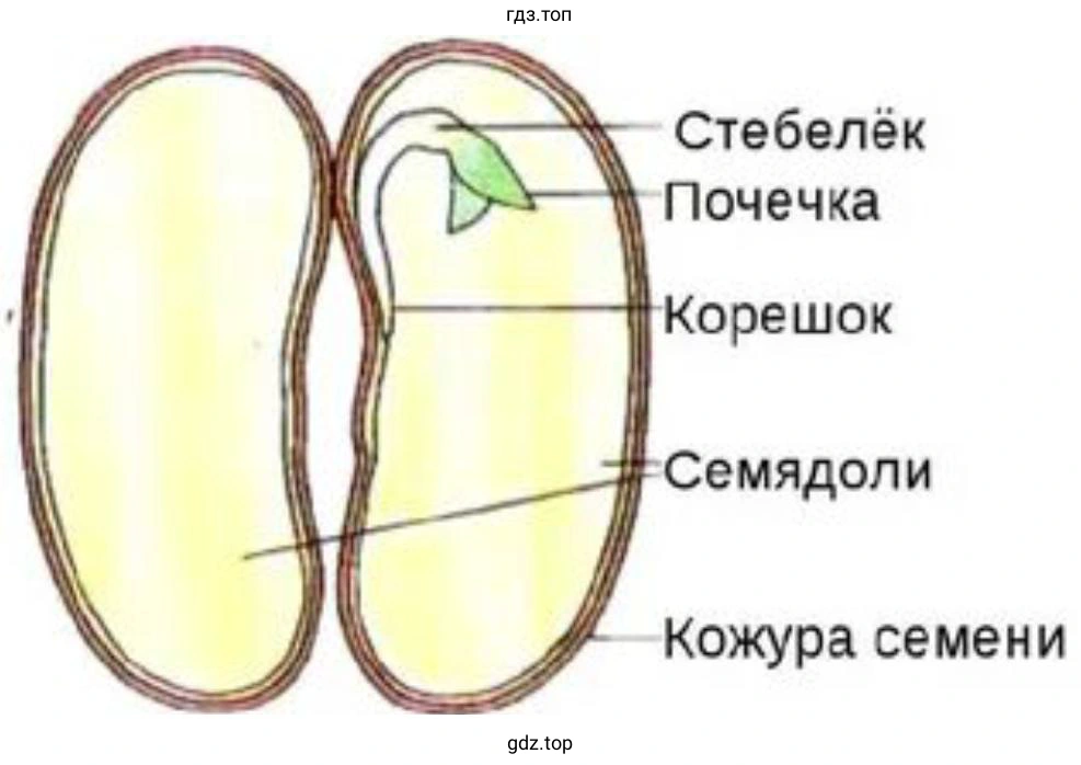 Зарисуйте семя и надпишите его части.