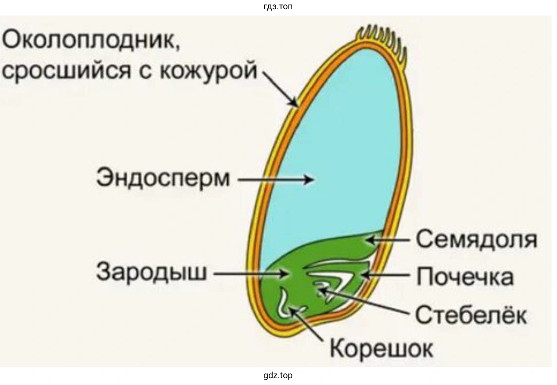 укажите основные отличия в строении семени однодольного растения