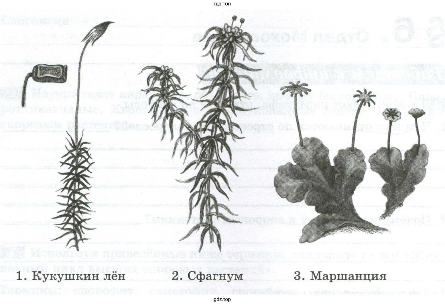 Растения: кукушкин лён, сфагнум, маршанция
