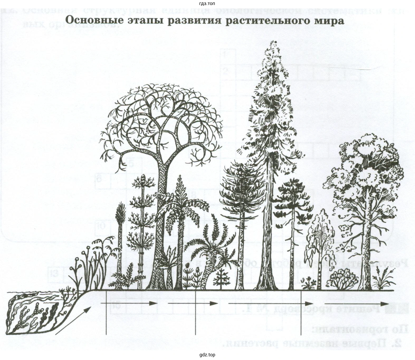 Рисунок. Основные этапы развития растительного мира
