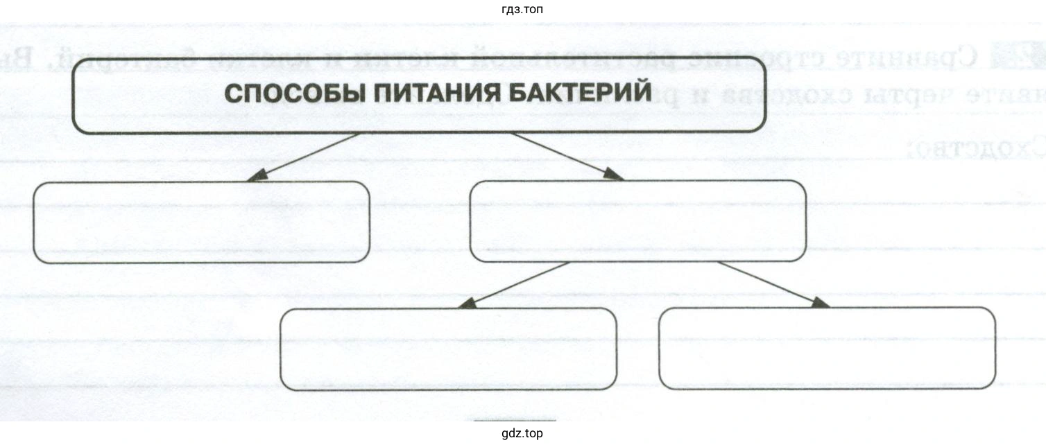 Таблица «Способы питания бактерий»