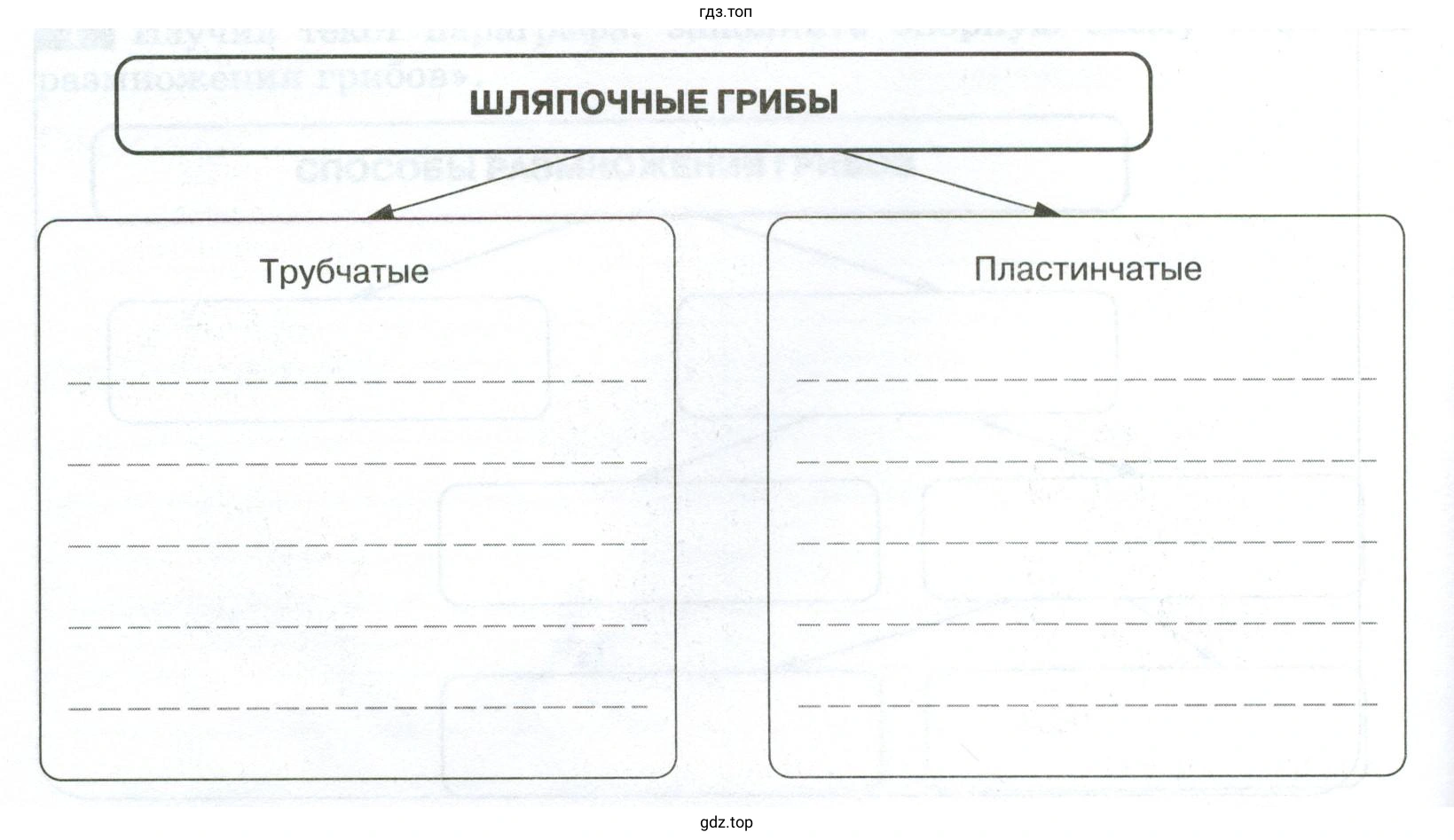 Изучив текст параграфа, заполните опорную схему «Шляпочные грибы»