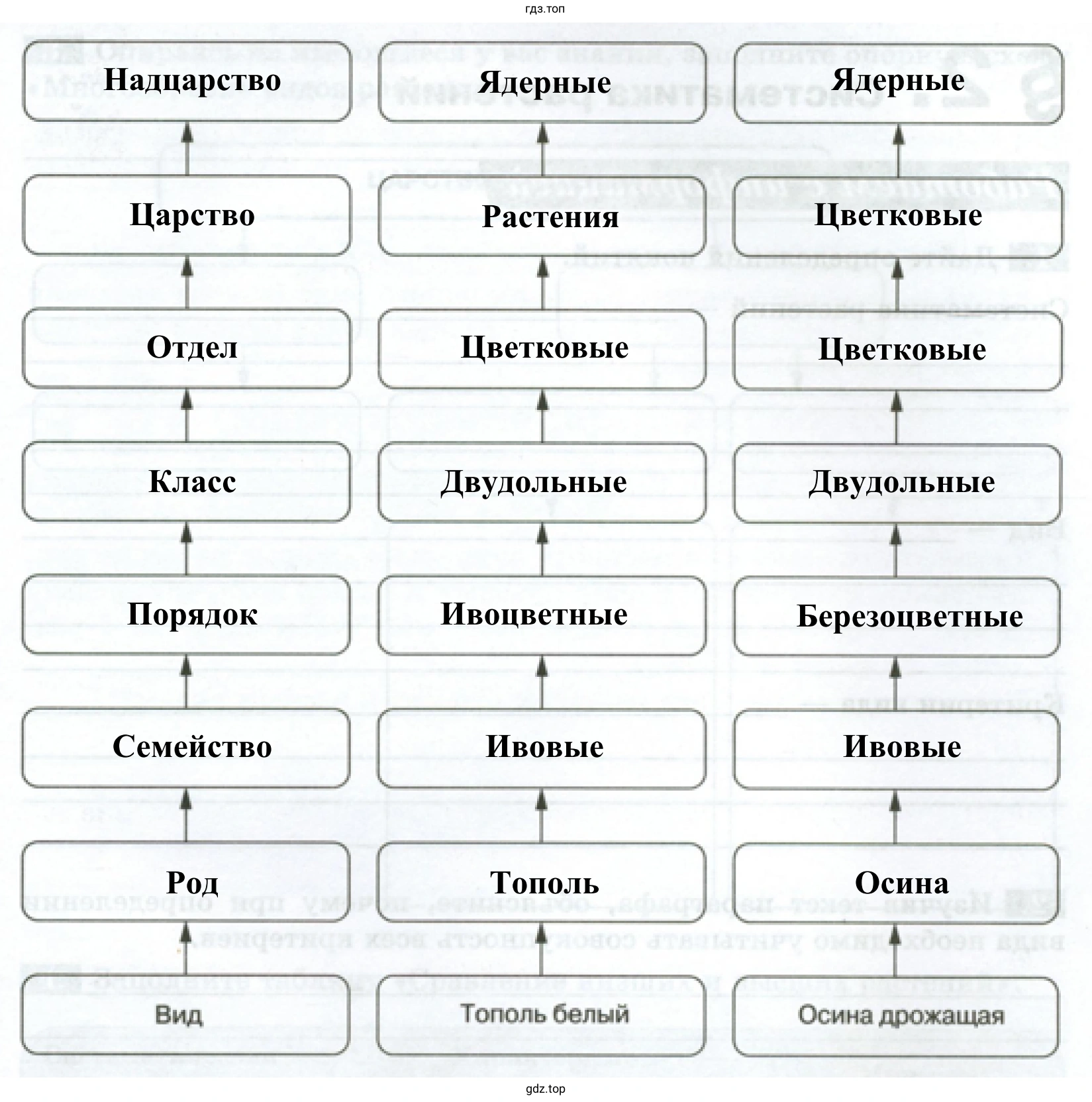 Схема «Соподчинение систематических групп, используемых при классификации растений»