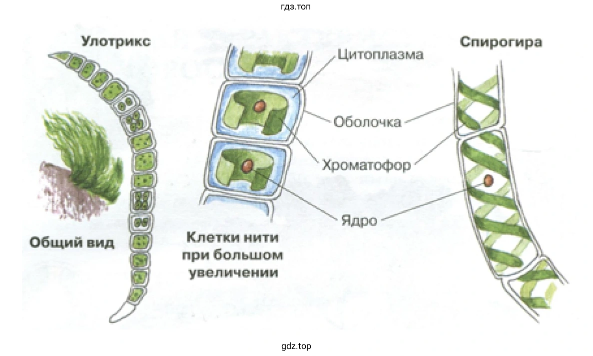 Рисунок. Строение водорослей: улотрикс и спирогира