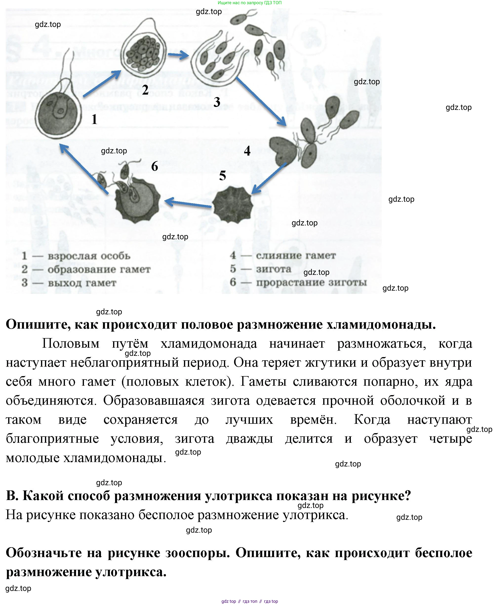 ГДЗ Биология, 7 класс рабочая тетрадь, авторы: Пасечник Владимир Васильевич, Суматохин Сергей Витальевич, Швецов Глеб Геннадьевич, Гапонюк Зоя Георгиевна, Косарькова Марина Викторовна, издательство Просвещение, Москва, 2023, бирюзового цвета, страница 10, номер 3, Решение (продолжение 2)