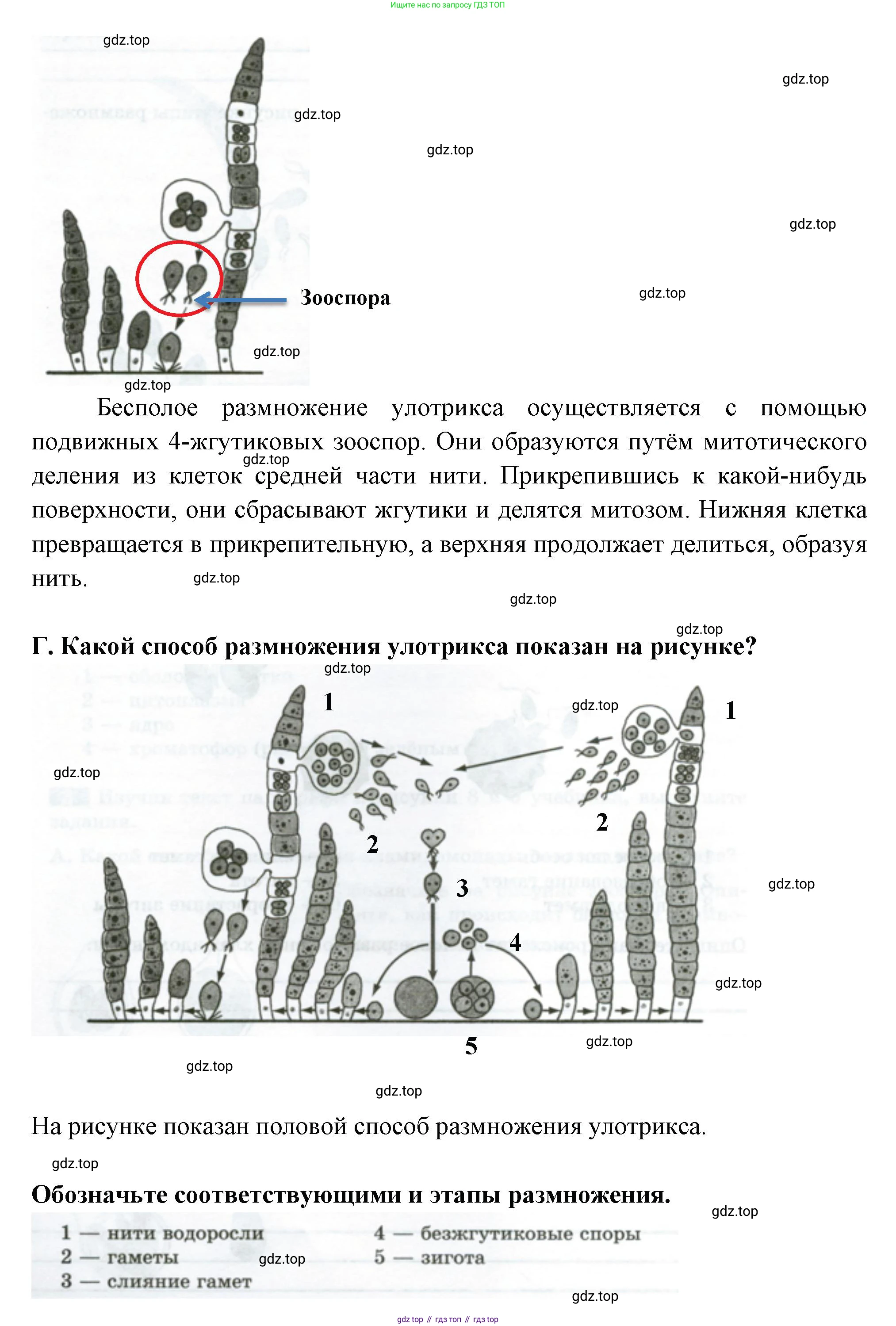 ГДЗ Биология, 7 класс рабочая тетрадь, авторы: Пасечник Владимир Васильевич, Суматохин Сергей Витальевич, Швецов Глеб Геннадьевич, Гапонюк Зоя Георгиевна, Косарькова Марина Викторовна, издательство Просвещение, Москва, 2023, бирюзового цвета, страница 10, номер 3, Решение (продолжение 3)