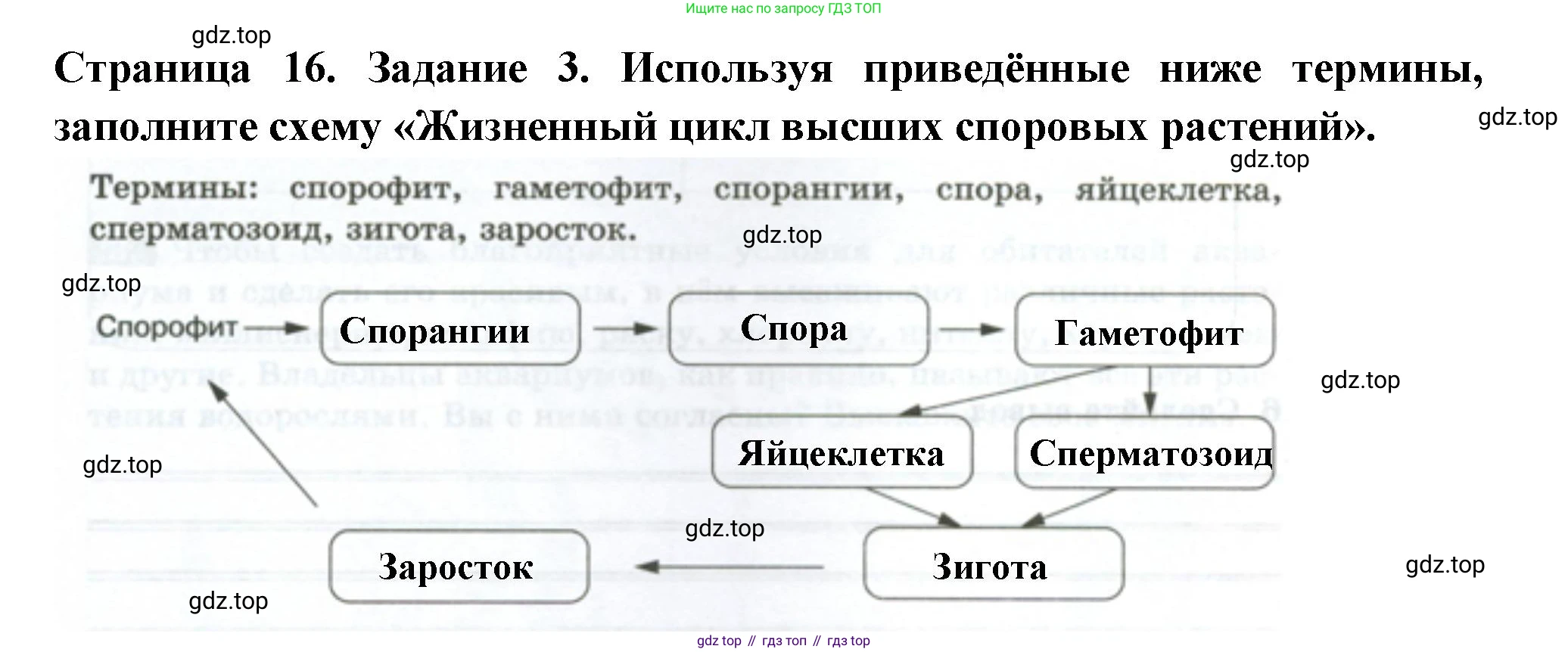 ГДЗ Биология, 7 класс рабочая тетрадь, авторы: Пасечник Владимир Васильевич, Суматохин Сергей Витальевич, Швецов Глеб Геннадьевич, Гапонюк Зоя Георгиевна, Косарькова Марина Викторовна, издательство Просвещение, Москва, 2023, бирюзового цвета, страница 16, номер 3, Решение
