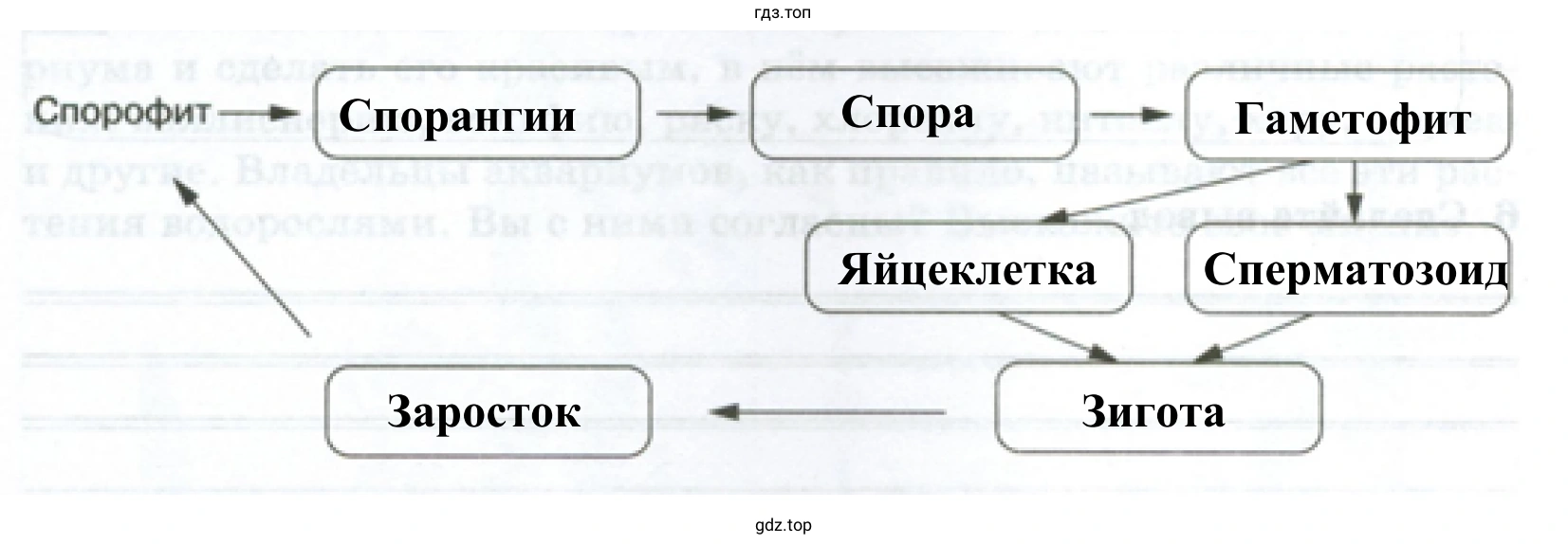 Схема «Жизненный цикл высших споровых растений»