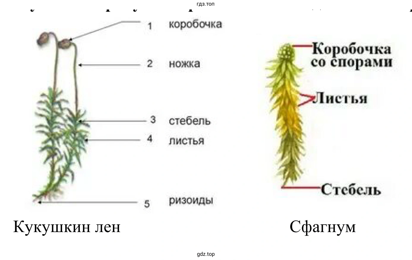 Растение: кукушкин лён, сфагнум