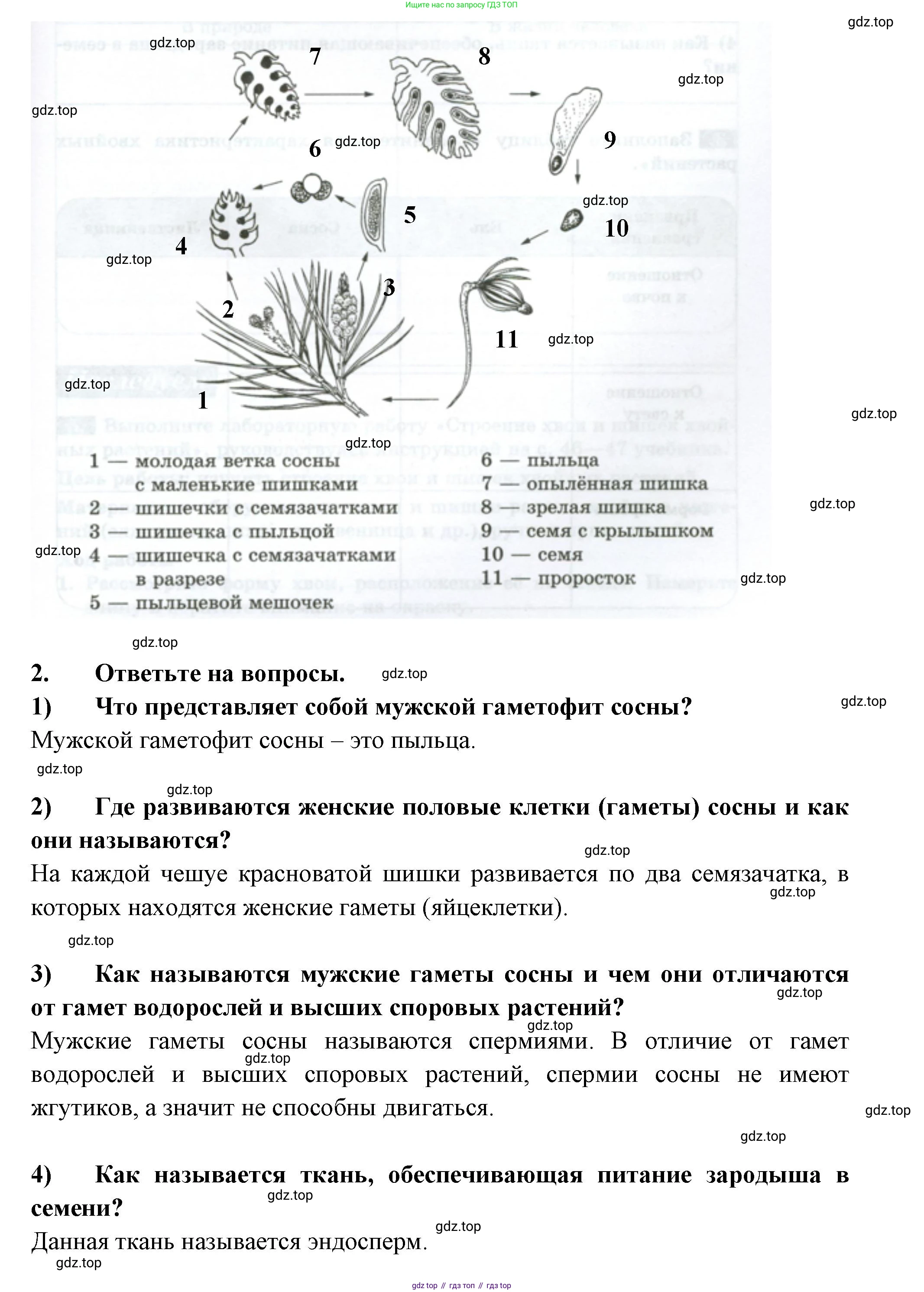 ГДЗ Биология, 7 класс рабочая тетрадь, авторы: Пасечник Владимир Васильевич, Суматохин Сергей Витальевич, Швецов Глеб Геннадьевич, Гапонюк Зоя Георгиевна, Косарькова Марина Викторовна, издательство Просвещение, Москва, 2023, бирюзового цвета, страница 27, номер 2, Решение (продолжение 2)