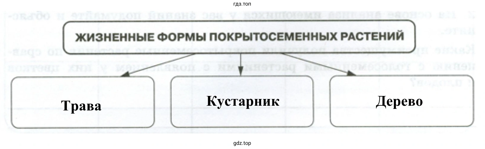 Схема «Жизненные формы покрытосеменных растений»