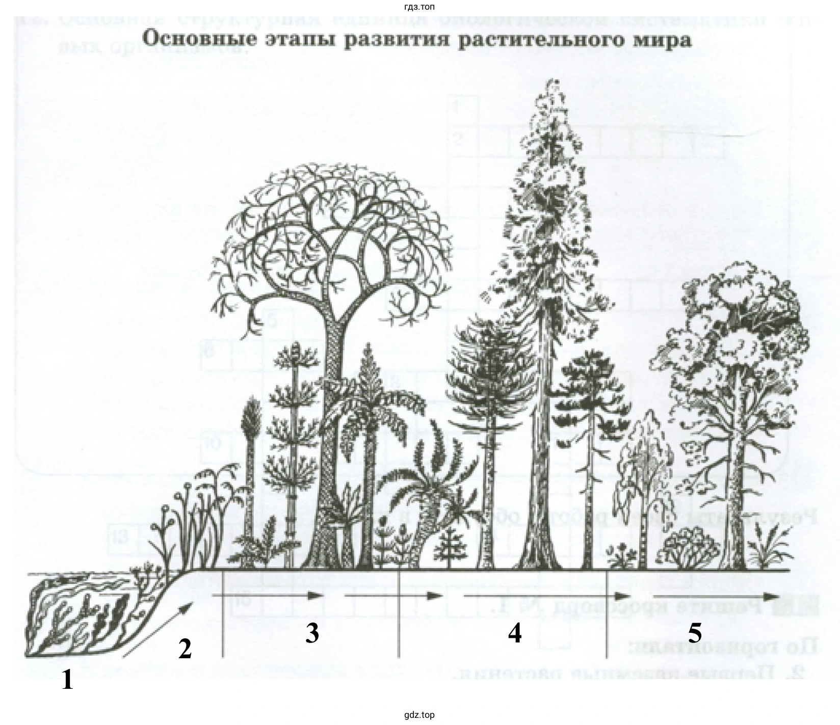 Рисунок. Основные этапы развития растительного мира