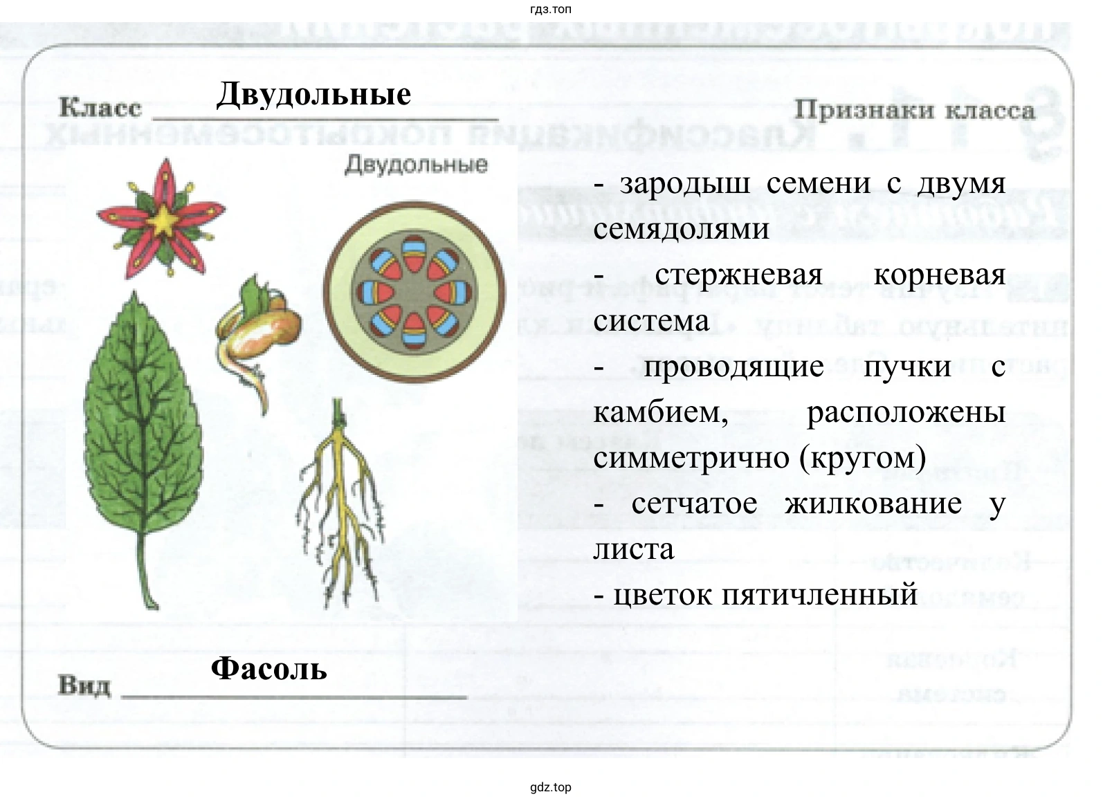 Двудольное растение