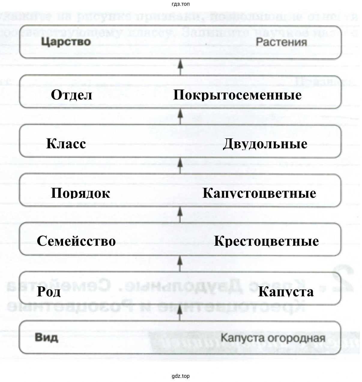 Систематическое положение вида Капусты огородной