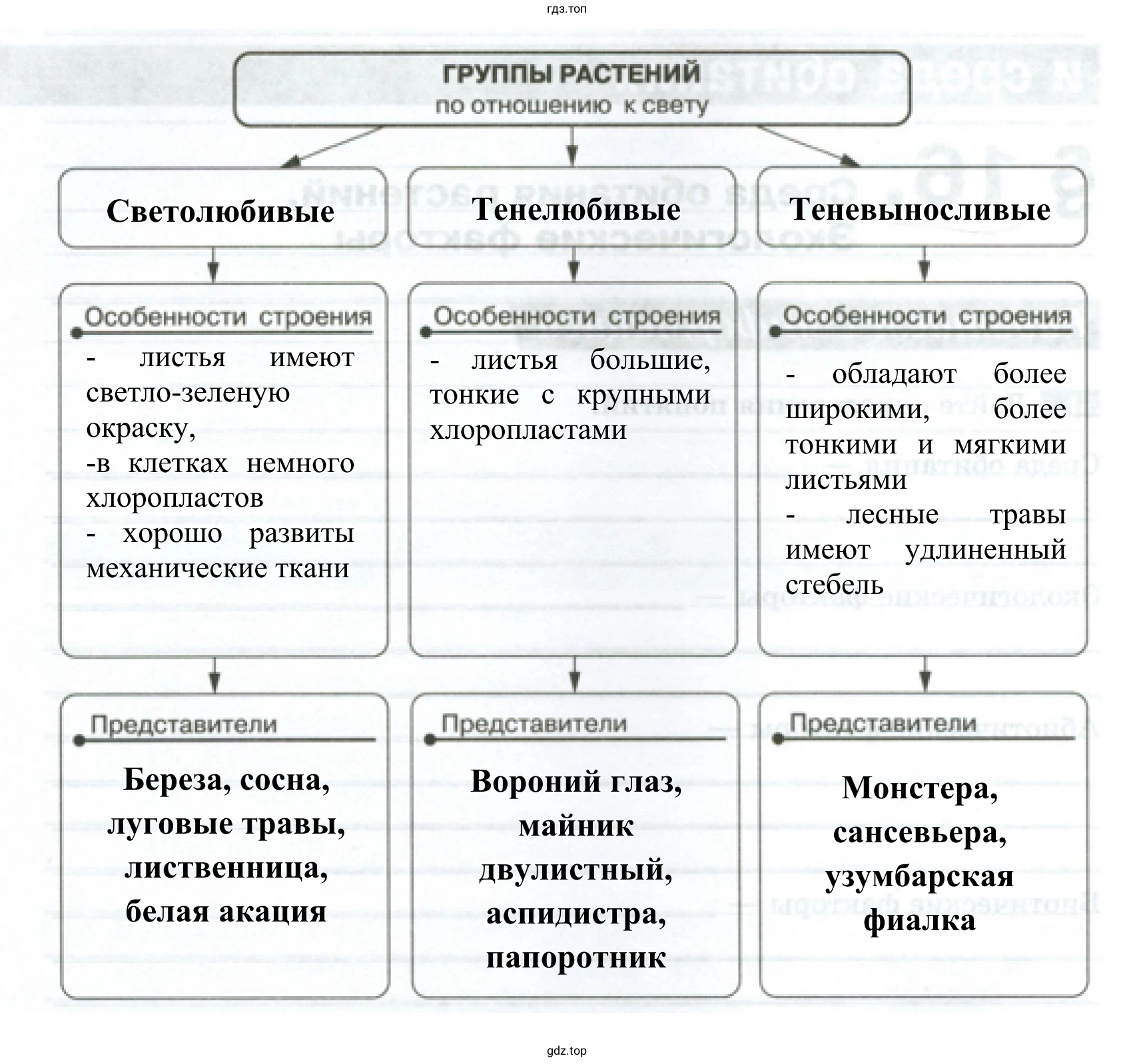 Схема «Группы растений по отношению к свету»