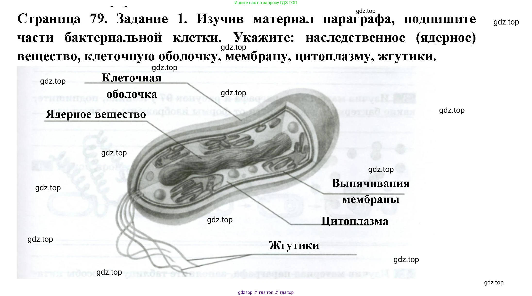 ГДЗ Биология, 7 класс рабочая тетрадь, авторы: Пасечник Владимир Васильевич, Суматохин Сергей Витальевич, Швецов Глеб Геннадьевич, Гапонюк Зоя Георгиевна, Косарькова Марина Викторовна, издательство Просвещение, Москва, 2023, бирюзового цвета, страница 79, номер 1, Решение