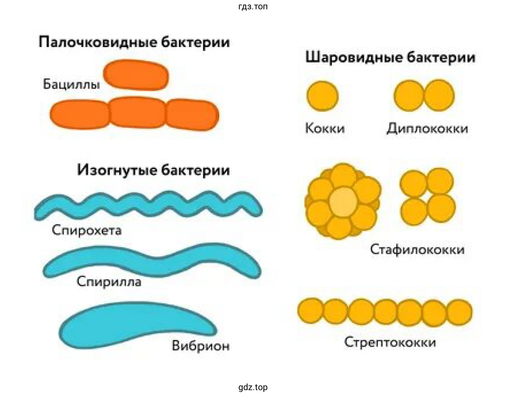 Клетки бактерий