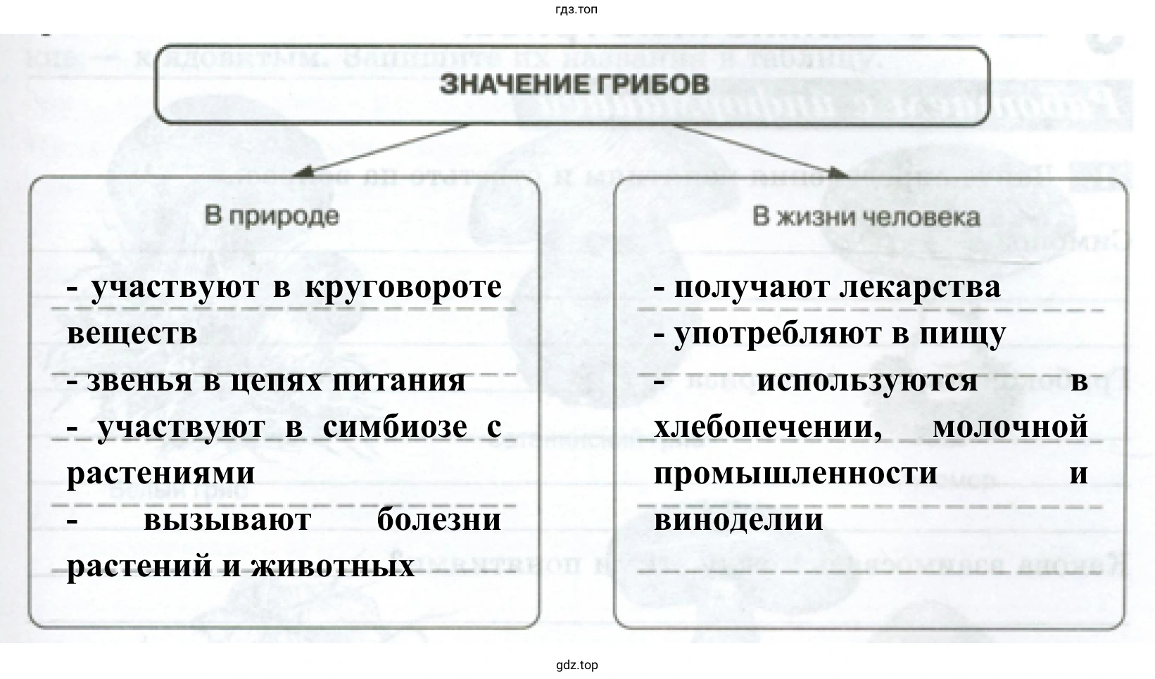 Схема «Значение грибов»