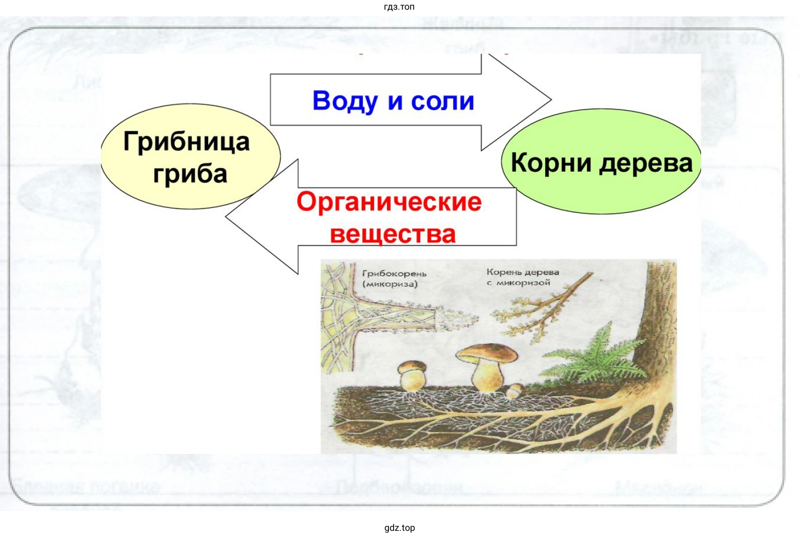 Формы взаимоотношений грибов и растений 