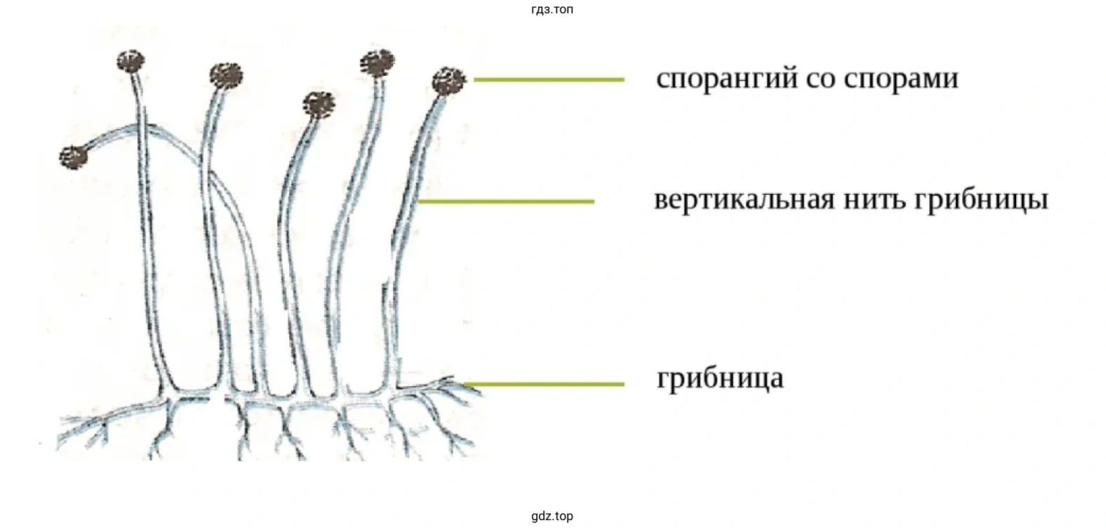 Строение гриба мукора