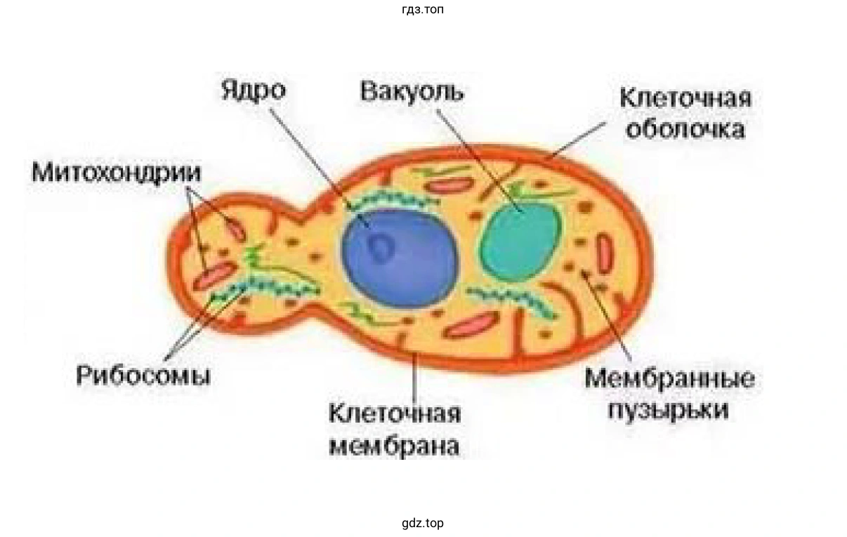 Клетка дрожжей