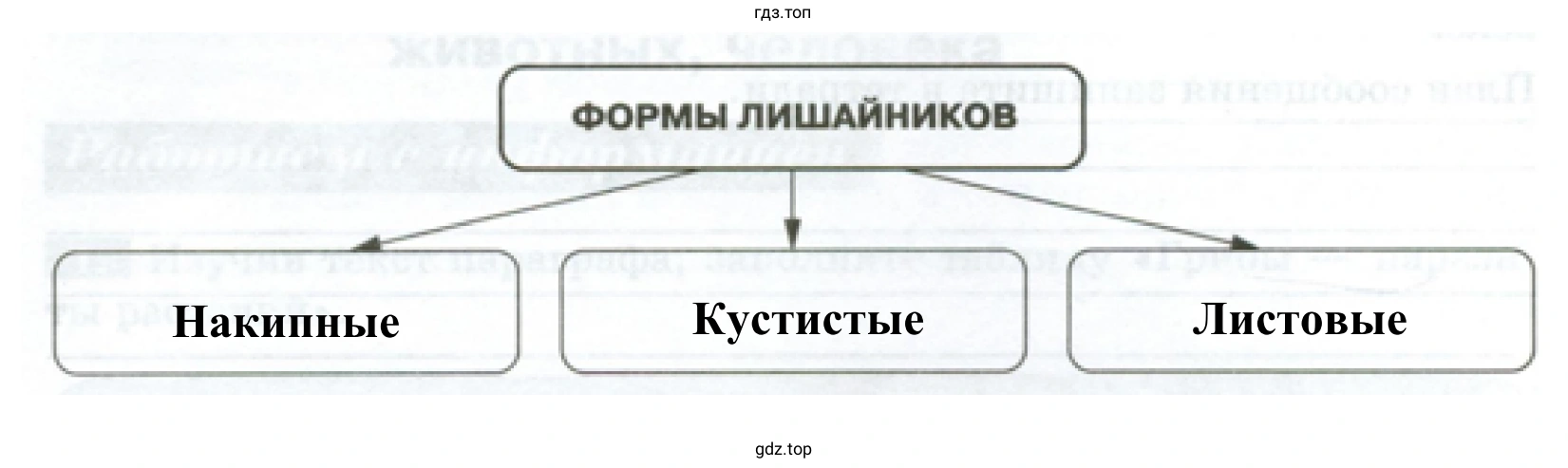 Схема «Формы лишайников»
