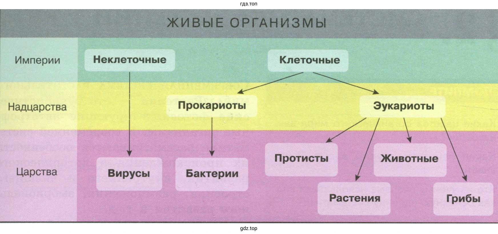 Рисунок 3. Схема классификации основных групп организмов