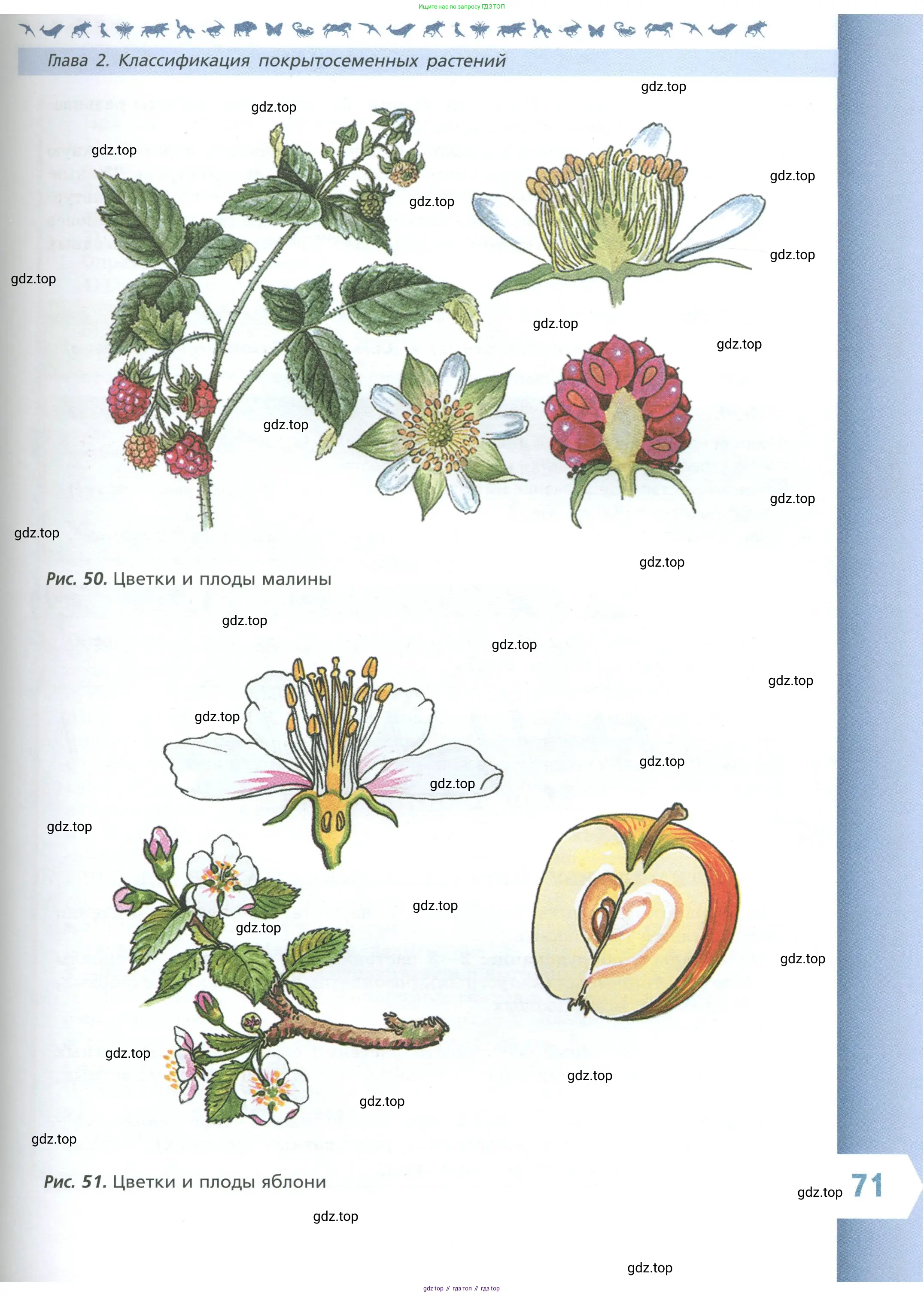 Биология, 7 класс Учебник, авторы: Пасечник Владимир Васильевич, Суматохин Сергей Витальевич, Гапонюк Зоя Георгиевна, Швецов Глеб Геннадьевич, издательство Просвещение, Москва, 2023, бирюзового цвета, страница 71