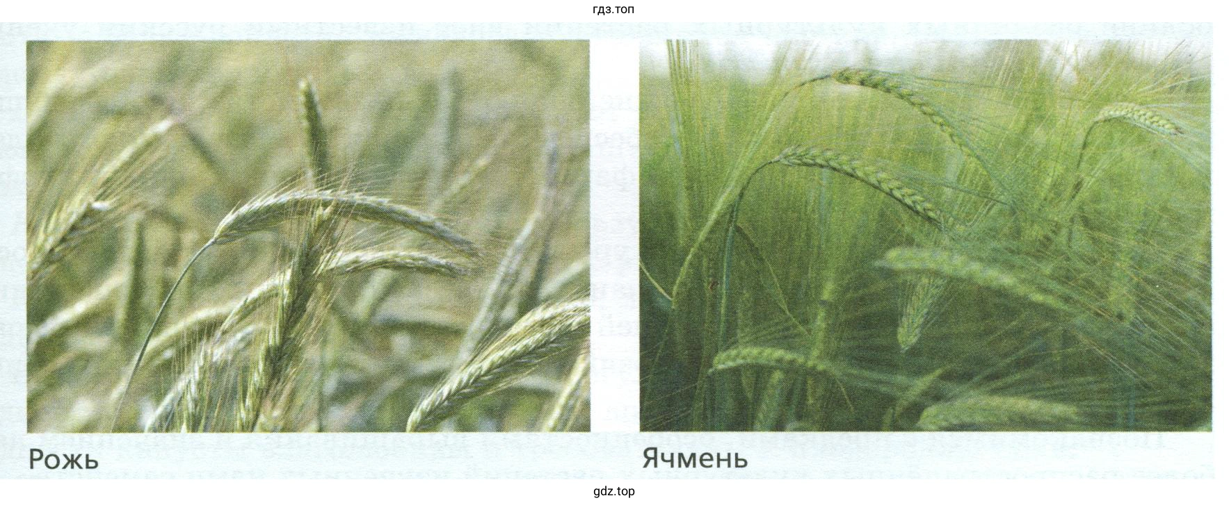 Рожь, ячмень