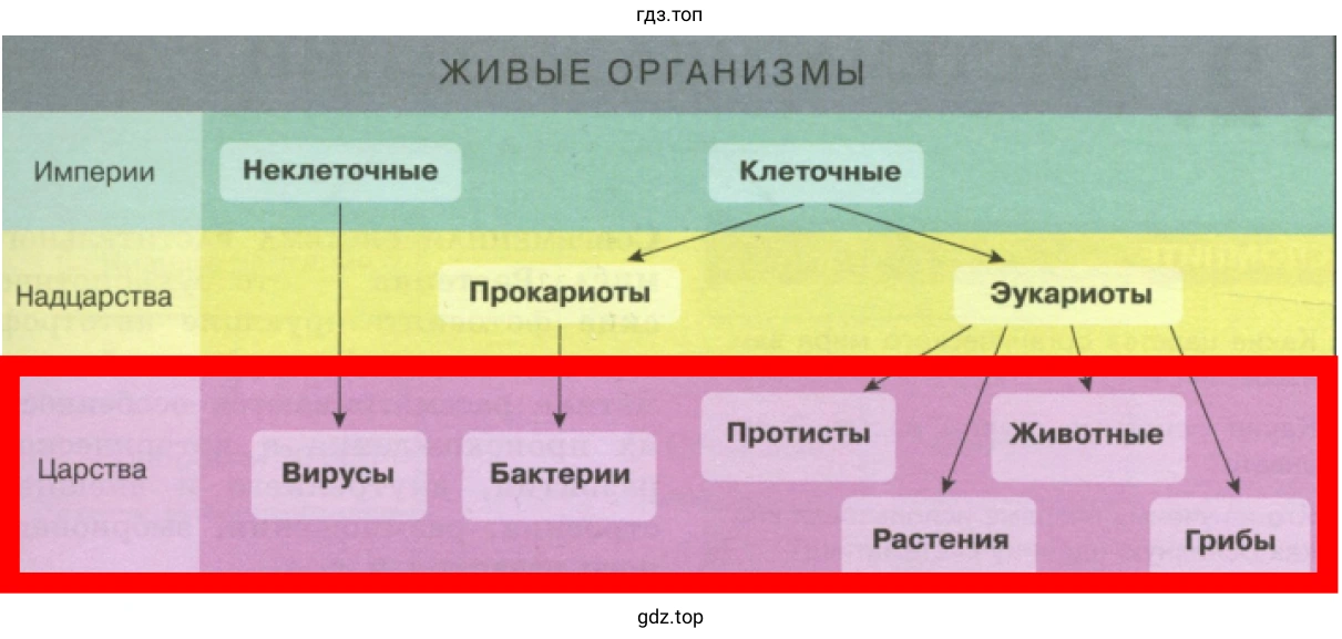 Рисунок. Схема классификации основных групп организмов