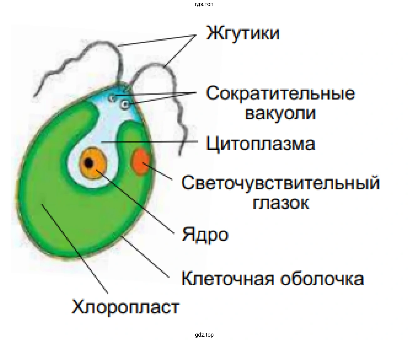 Рисунок. Хламидомонада