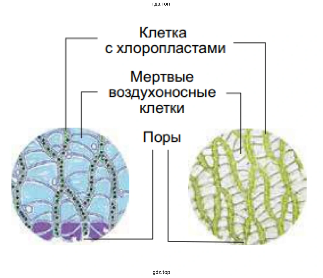 Клетка с хлоропластами