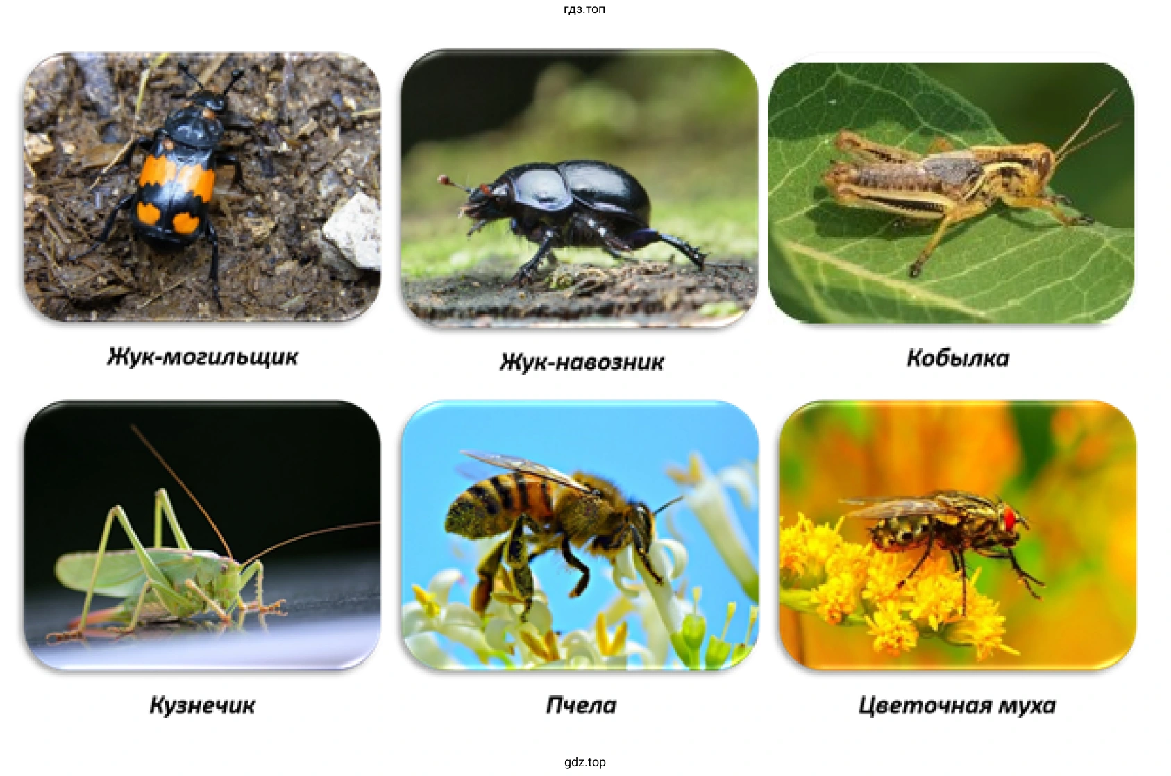 Рисунок 5. Насекомые луга