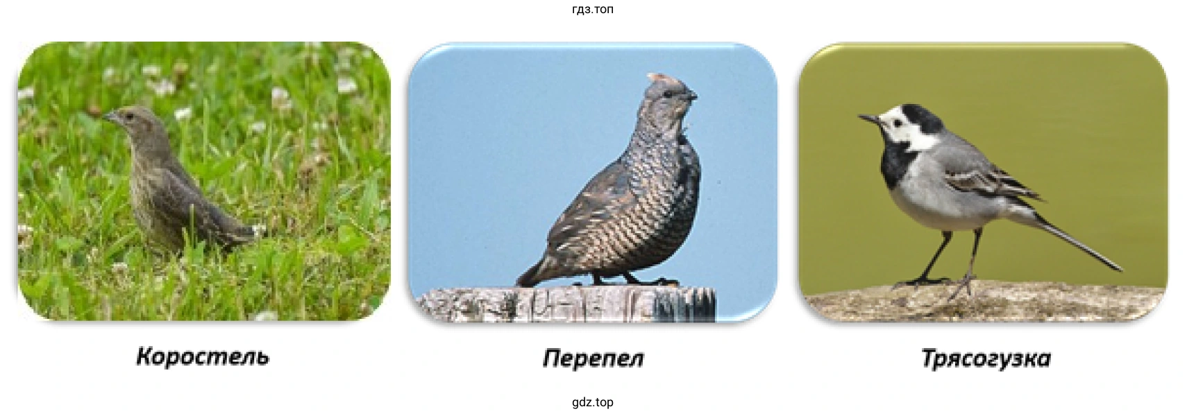 Рисунок 6. Птицы, которых можно встретить на лугу