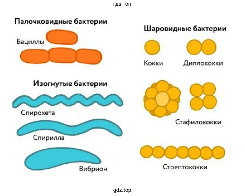 Рисунок 1. Клетки бактерий: палочковидные и шаровидные