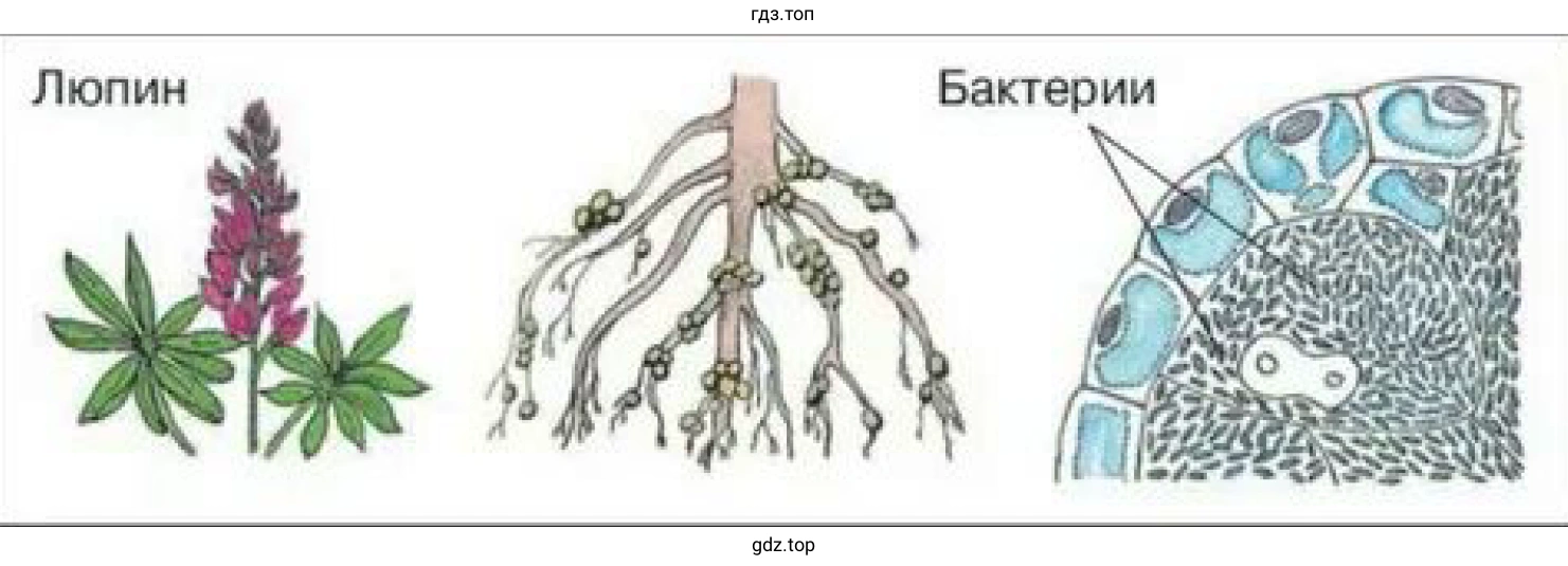 Рисунок 2. Срез корня бобовых растения - люпин и его вид под микроскопом