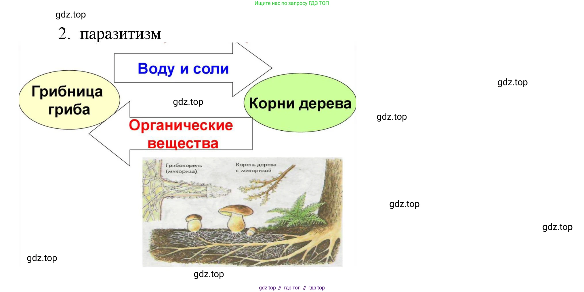 Биология, 7 класс Учебник, авторы: Пасечник Владимир Васильевич, Суматохин Сергей Витальевич, Гапонюк Зоя Георгиевна, Швецов Глеб Геннадьевич, издательство Просвещение, Москва, 2023, бирюзового цвета, страница 146, Решение 1 (продолжение 2)