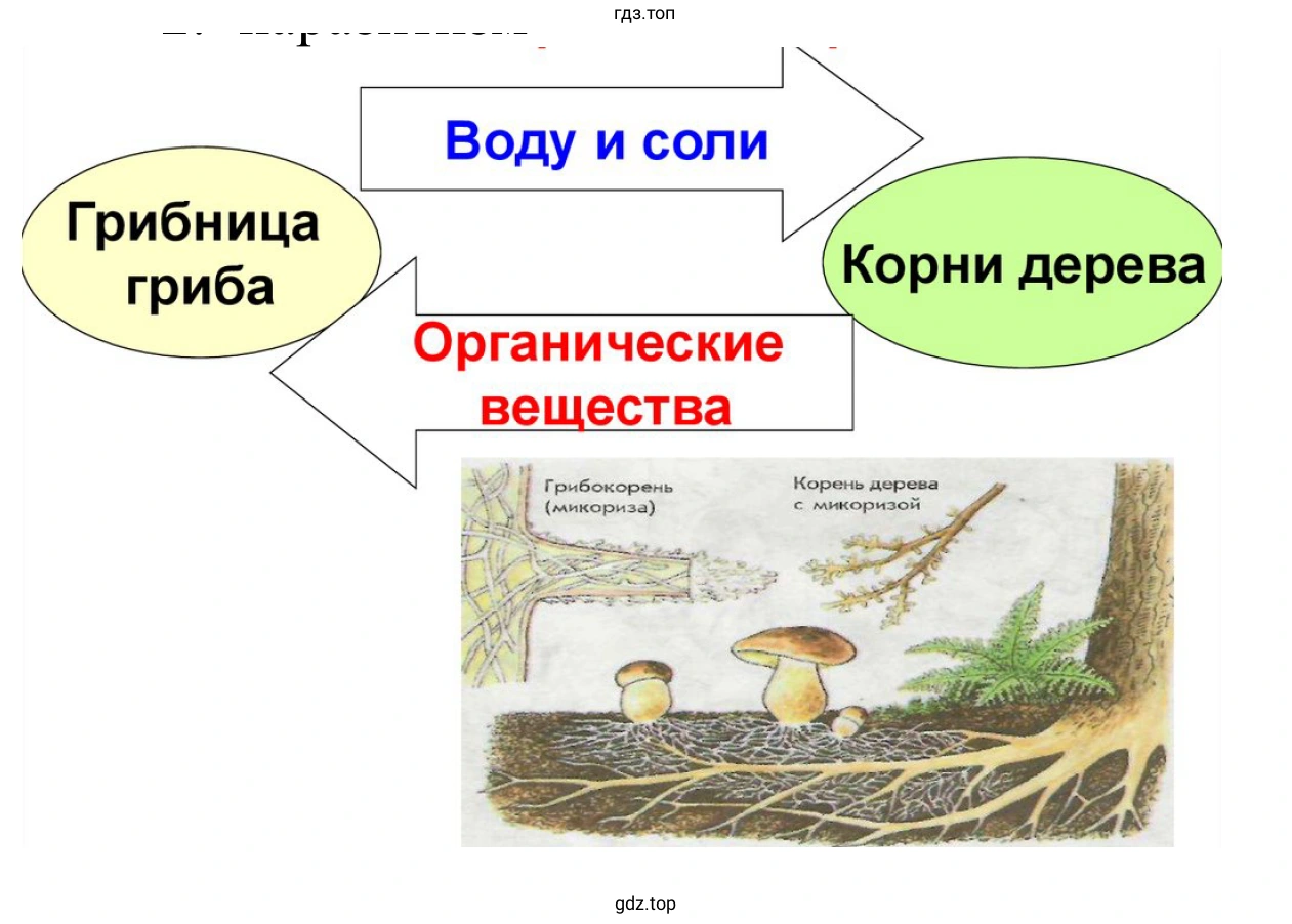 Схема форм взаимоотношений грибов и растений